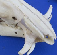 Medium African Warthog Skull <font color=red> Wholesale</font> 10 to 13 inches with 3 to 6 inches Ivory Tusks - $110.00 each  3 or More @ $99.00 each