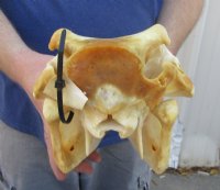 Medium African Warthog Skull <font color=red> Wholesale</font> 10 to 13 inches with 3 to 6 inches Ivory Tusks - $110.00 each  3 or More @ $99.00 each