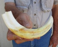 Warthog Tusk 1 and 2 pieces