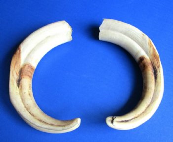 Warthog Tusks, Hippo Tusk