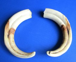 Warthog Tusks, Hippo Tusk