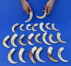 Warthog Tusks in Bulk