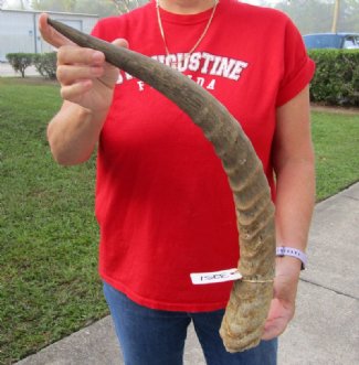 Waterbuck Horns