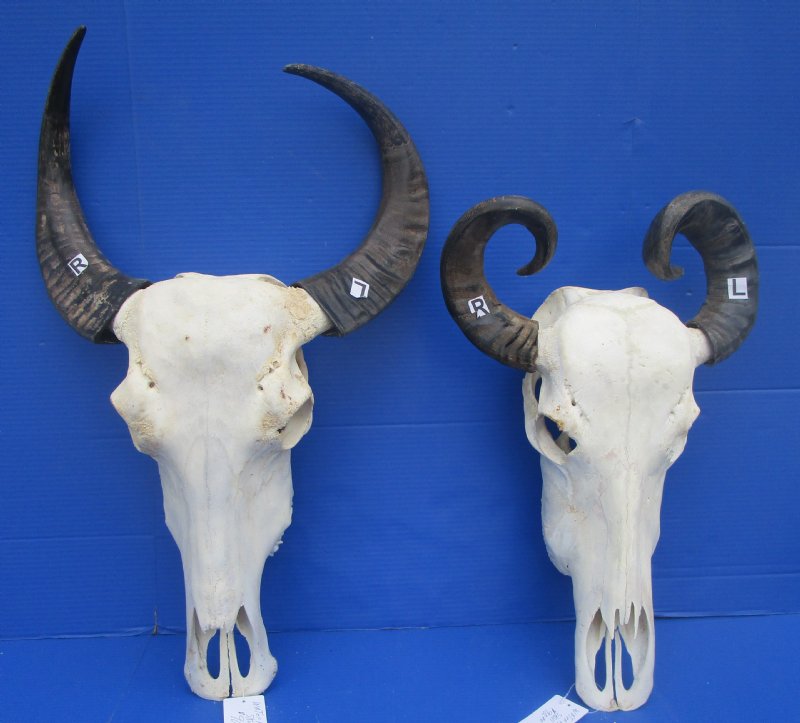 Asian Water Buffalo Skull for Sale with 10 to 15 inches Horns