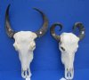 Real Asian Water Buffalo Skull with10 to 15 inches Horns <font color=red> Wholesale</font> - Box of 1 @ $90.00 each; 5 or More @ $80.00 each