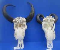 Real Asian Water Buffalo Skull with10 to 15 inches Horns, Grade B <font color=red> Wholesale</font> - 2 @ $80.00 each; 4 or More @ $70.00 each