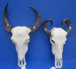 Asian Water Buffalo