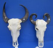 Asian Water Buffalo 