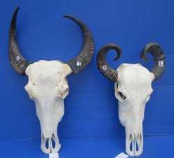 Water Buffalo Skull