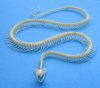 6 inches Wholesale Real Keelback Water Snake Skeletons for Sale - Pack of 3 @ $58.00 each