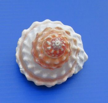 Wavy Turban Astrea Undosa Shells,3 to 3-7/8 inches   - 6 @ $2.65 each; 12 @ $2.32 each