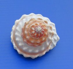 Wavy Turban Astrea ...