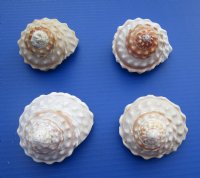 Wavy Turban Astrea Undosa Shells,3 to 3-7/8 inches   - 6 @ $2.65 each; 12 @ $2.32 each