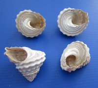 Wavy Turban Astrea Undosa Shells,3 to 3-7/8 inches   - 6 @ $2.65 each; 12 @ $2.32 each
