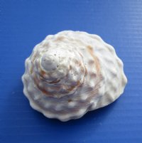 Wavy Turban Astrea Undosa Shells,3 to 3-7/8 inches   - 6 @ $2.65 each; 12 @ $2.32 each