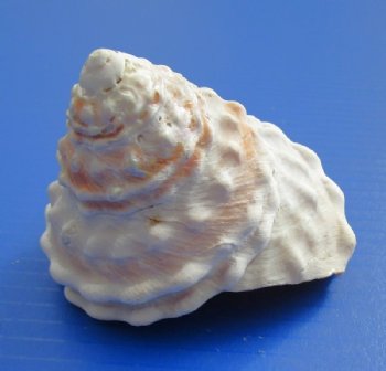 Large  Wavy Turban Shells, Astrea Undosa, 4 to 4-7/8 inches  <font color=red> Wholesale</font> - 48 @ $2.25 each