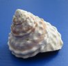 4 to 5 inches Wholesale Wavy Turban Shells in Bulk, Astrea Undosa - Case of 48 @ $2.05 each