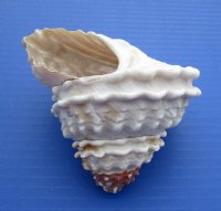 Wavy Turban Shells, Astrea Undosa, 4 to 4-7/8 inches - 6 @ $4.00 each; 12 @ $3.60 each