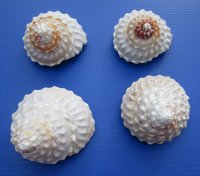 Wavy Turban Shells, Astrea Undosa, 4 to 4-7/8 inches - 6 @ $4.00 each; 12 @ $3.60 each