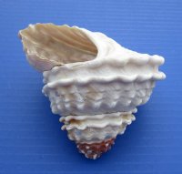 Large  Wavy Turban Shells, Astrea Undosa, 4 to 4-7/8 inches  <font color=red> Wholesale</font> - 48 @ $2.25 each