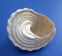 Large  Wavy Turban Shells, Astrea Undosa, 4 to 4-7/8 inches  <font color=red> Wholesale</font> - 48 @ $2.25 each