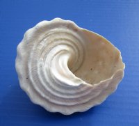 Wavy Turban Shells, Astrea Undosa, 4 to 4-7/8 inches - 6 @ $4.00 each; 12 @ $3.60 each