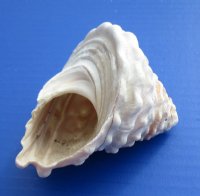 Large  Wavy Turban Shells, Astrea Undosa, 4 to 4-7/8 inches  <font color=red> Wholesale</font> - 48 @ $2.25 each