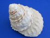 5 inches Large Natural White Wavy Turban Astrea Undosa Shells for Sale - Pack of 3 @ $8.50 each; Pack of 6 @ $6.80 each