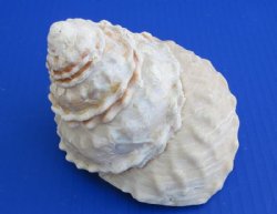 Bulk White Wavy Tur...