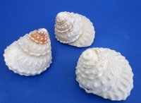 Bulk White Wavy Turban Shells (Megastraea undosa), 5” to 5-7/8” <font color=red>Wholesale</font> - 14 @ $7.20 each