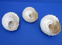Bulk White Wavy Turban Shells (Megastraea undosa), 5” to 5-7/8” <font color=red>Wholesale</font> - 14 @ $7.20 each