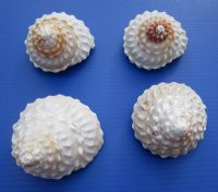 Bulk White Wavy Turban Shells (Megastraea undosa), 5” to 5-7/8” <font color=red>Wholesale</font> - 14 @ $7.20 each