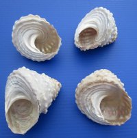 Bulk White Wavy Turban Shells (Megastraea undosa), 5” to 5-7/8” <font color=red>Wholesale</font> - 14 @ $7.20 each