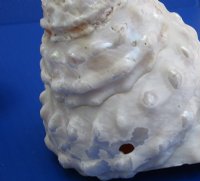 Bulk White Wavy Turban Shells (Megastraea undosa), 5” to 5-7/8” <font color=red>Wholesale</font> - 14 @ $7.20 each