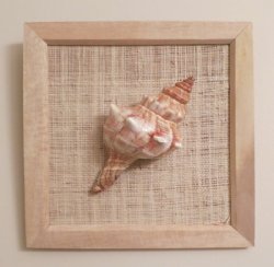 8 by 8 inches Wood Framed Fox Shell Wall Decor - $5.99