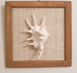 8 by 8 inches Square Wood Framed Lambis Spider Conch Shell  - Priced $5.99 each