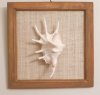 8 by 8 inches Square Wood Framed Lambis Spider Conch Shell  - Priced $5.99 each