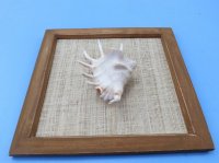 8 by 8 inches Square Wood Framed Lambis Spider Conch Shell  - Priced $5.99 each