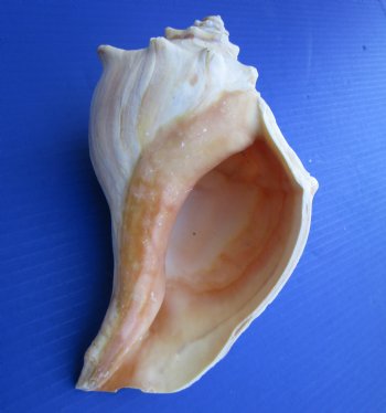 7-3/4 to 8-3/4 inches Left Handed Whelk Shells for Sale, Lightning Shells, State Seashell of Texas - Pack of 1 @ $16.99 each; Pack of 6 @ $13.60 each; 