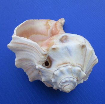 7-3/4 to 8-3/4 inches Large Left Handed Whelk Shells, Lightning Whelk Shells <font color=red> Wholesale</font> - Case of 12 @ $8.50 each