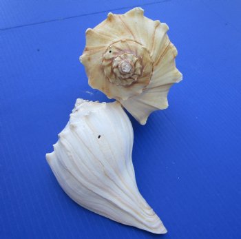 7-3/4 to 8-3/4 inches Left Handed Whelk Shells for Sale, Lightning Shells, State Seashell of Texas - Pack of 1 @ $16.99 each; Pack of 6 @ $13.60 each; 