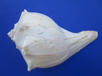 7-3/4 to 8-3/4 inches Extra Large Atlantic Whelk Shells for Sale, Knobbed Whelks - Pack of 3 @ $6.40 each