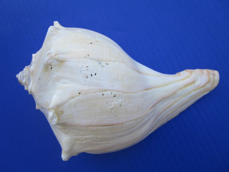 Dotted Dove White Tiny Whelk Seashells - 1 Kg – Peek A Blue