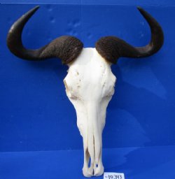 Animal Skulls Wholesale