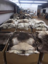 Reindeer Hides, Skins, Without Legs,<font color=red>Wholesale </font> Standard Grade - 4 @ $85.00 each (Signature Required)