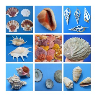 Bulk Craft Seashells Wholesale