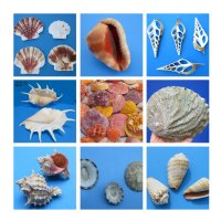 Wholesale Seashells Bulk
