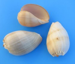 Wholesale Seashells, Bulk Seashells
