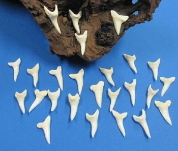 Wholesale Shark Teeth