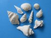 1-1/4 to 3-3/4 inches  Assorted White Seashells in Bulk - Case of 10 gallons @ $7.90 a gallon; <font color=red>  Wholesale Sale</font> 2  Cases @ $4.95 a gallon